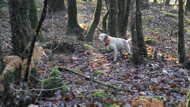 setters anglais sur bécasse