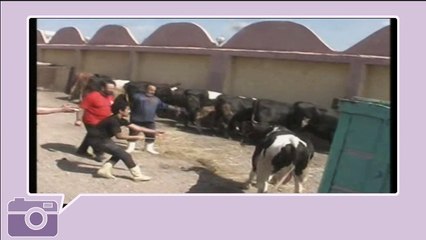 أضحك مع البقر -  Cow Smileys