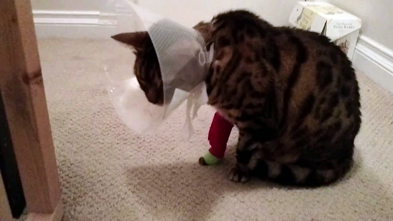 Rumble is Sick and Has Surgery Tomorrow