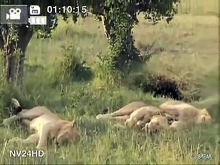 aslanlar şarkı söyleyip dans ediyor