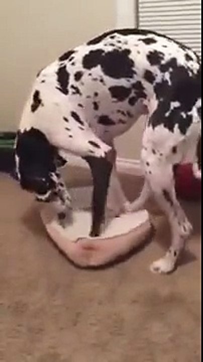 Great Dane Too Big for Bed