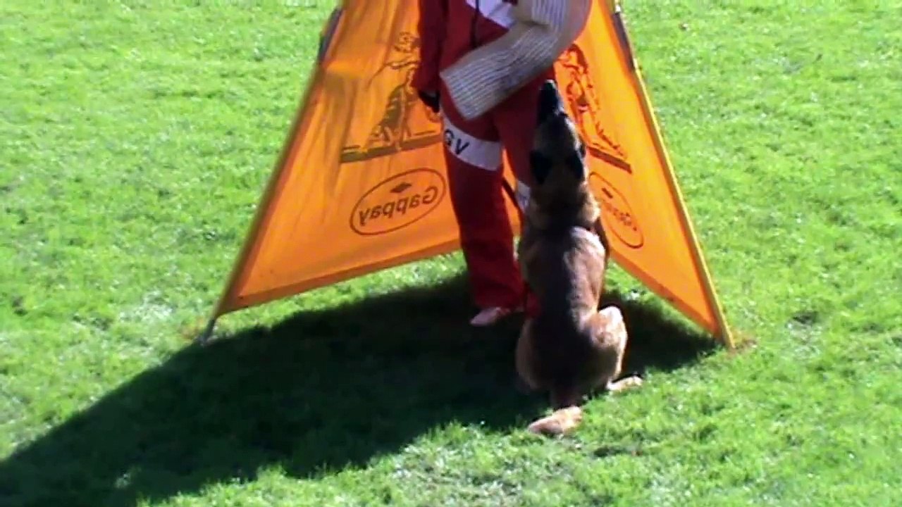 Mohr Markus & Blade vom gelben Juwel @ 1.FCI-WM Quali 2015 Schutzdienst / Protectionwork