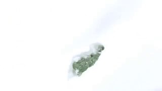 Un chihuahua dans la neige