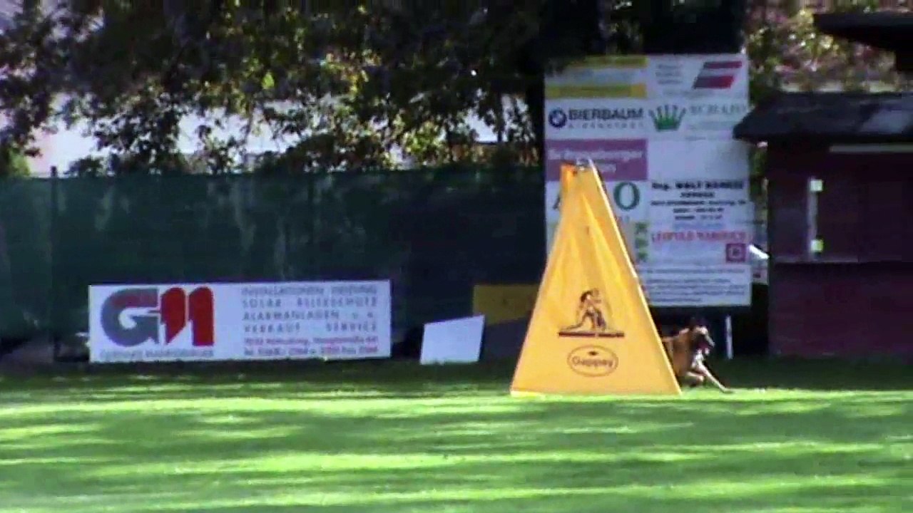 Wippel Christine & Zappa de la Montagne Unique @ 1.FCI-WM Quali 2015  Schutzdienst / Protectionwork