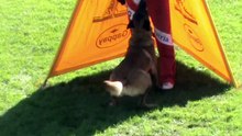 Haas Josef & Bandit Boccaro @ 1.FCI-WM Quali 2015 Schutzdienst / Protectionwork