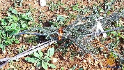 إسرائيل توفر منازل متنقلة لليهود