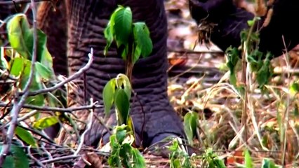 National Geographic Wild 2015 Elephants Never Forget Full Documentary HD