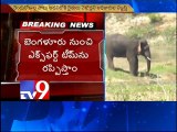 Wild elephants destroy crops in Chittoor