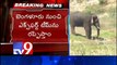 Wild elephants destroy crops in Chittoor