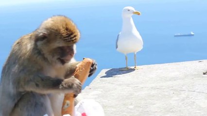 Un singe vole et mange un sandwich
