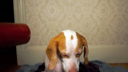 Un chien accro au sèche-cheveux!