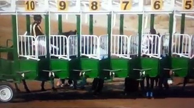 Horse a little stressed before a race... Crazy panic attack!