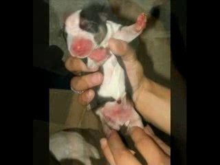 BULL TERRIER CHIOT A RESERVER