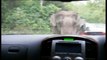 Elephant Goes On a Rampage In Thai National Park