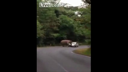 Horny Elephant Tries To F*ck A Car
