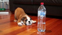 Bébé bulldog VS bouteille d'eau