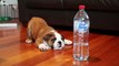 Bulldog Puppy adorably plays with Bottle