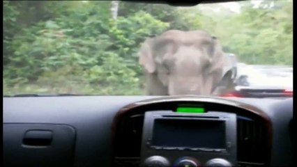 Angry Elephant attacked on  the Car