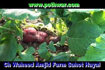 Ch Waheed toamto farm