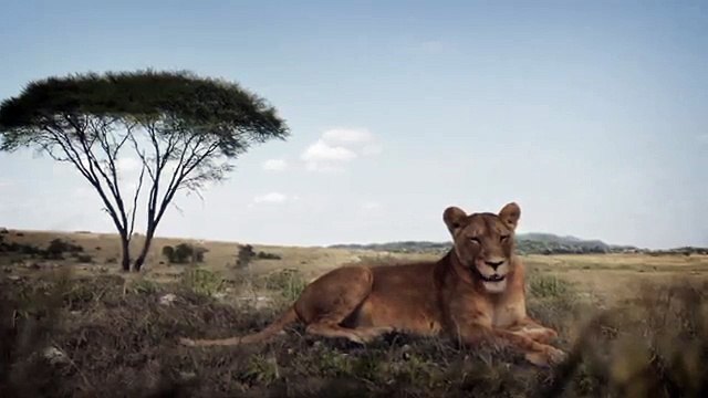 BETC, BETC Digital pour Canalsat - bouquet de chaînes de télévision, «Canalsat à la demande» - juin 2014 - lionne humour