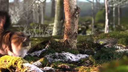 Cabarey pour Royal Canin - nourriture pour animaux domestiques, "Breed, Indoor, Norwegian" - novembre 2013