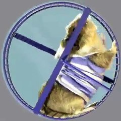 Cadbury - barre chocolatée Cadbury Rollpack - juillet 2010 - "Ready to Roll"