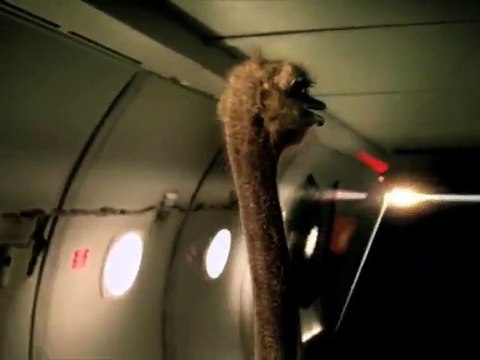 Cadbury - chocolat Cadbury Dairy Milk - août 2010 - Ostrich, I gotta be me