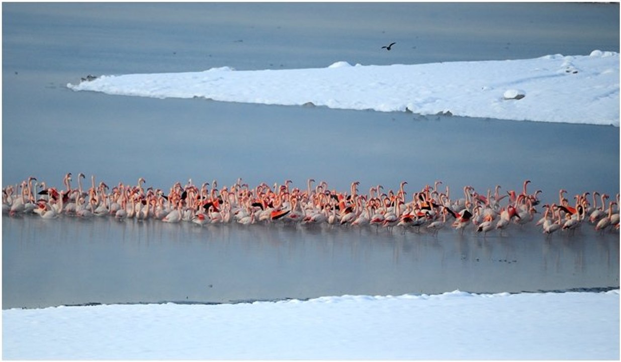 Flamingolardan görsel şölen