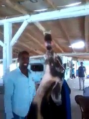 Ha Ha Ha !!! Goat is Drinking SOFT DRINK