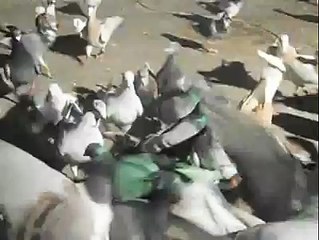 Doğan Polat Şanlıurfa Karışma sonrarı yemleme 2014