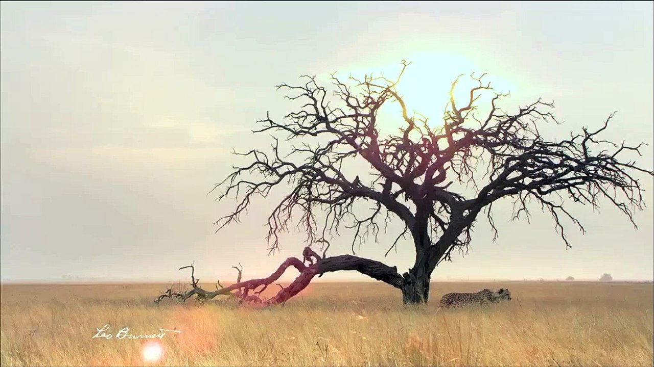 Charal - viande, "Les autruches" - juin 2011