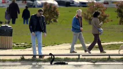 Canal + - chaîne de télévision, "Black Swan sur Canal +" - mai 2012