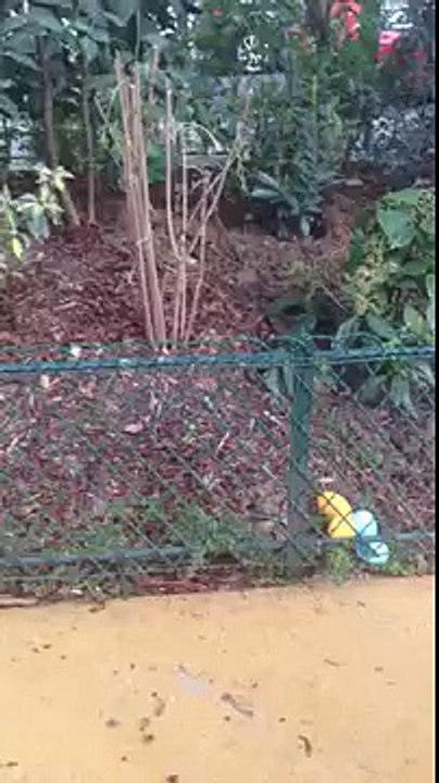 Born to run pour Haribo - bonbons Croco, "Invasion Croco" - avril 2014 - paris