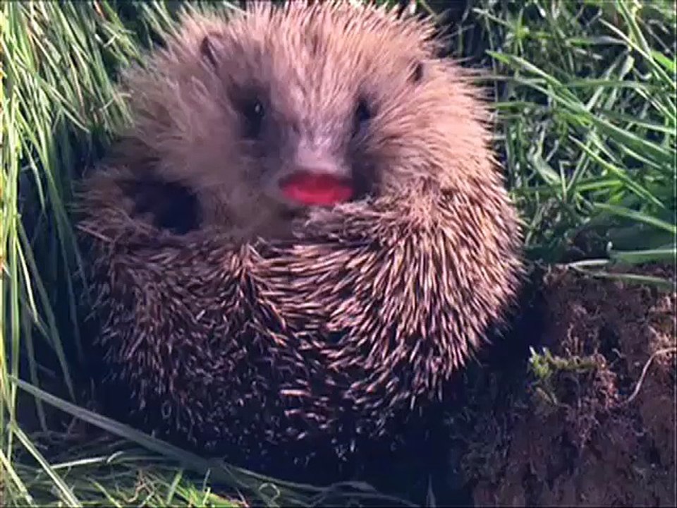 BBC Learning - Breathing Places - décembre 2008 - "Do one thing", chanson de noël des animaux