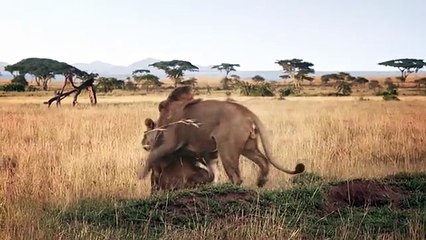 Video herunterladen: BETC, BETC Digital pour Canalsat - bouquet de chaînes de télévision, «Canalsat à la demande» - juin 2014 - lionne charme