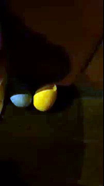 Born to run pour Haribo - bonbons Croco, "Invasion Croco" - avril 2014 - rue