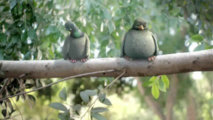 Bituach Yashir - assurance automobile, "Road, Tree, Window" - novembre 2012 - Tree