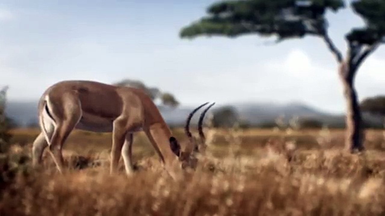 BETC, BETC Digital pour Canalsat - bouquet de chaînes de télévision, «Canalsat à la demande» - juin 2014 - lionne musique