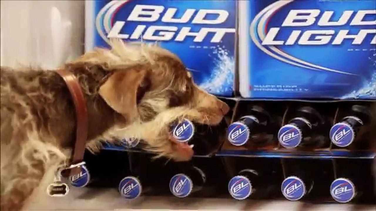 Budweiser (Anheuser Busch) - bière Bud Light, "Rescue Dog Weego" - février 2012