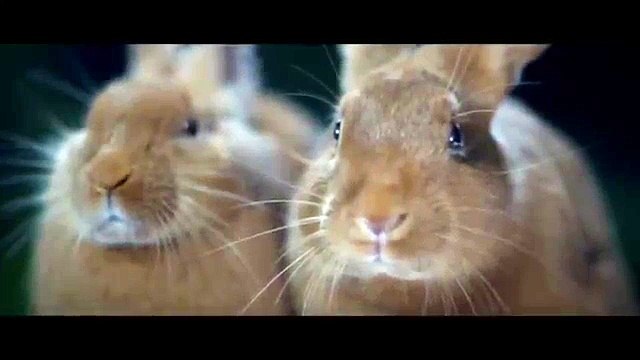 Canal + - chaîne de télévision, Multi-écrans, Lapins - juin 2013