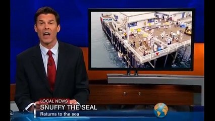 Discovery Channel - chaîne de télévision, "Shark Week, Snuffy the seal" - juin 2013