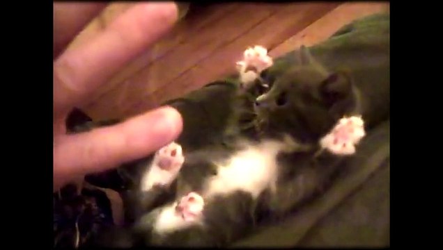 Europe Ecologie Les Verts - parti politique, Service Avant Vote d'Eva Joly, Les chatons, EvaJoly2012.fr/vote - décembre 2011