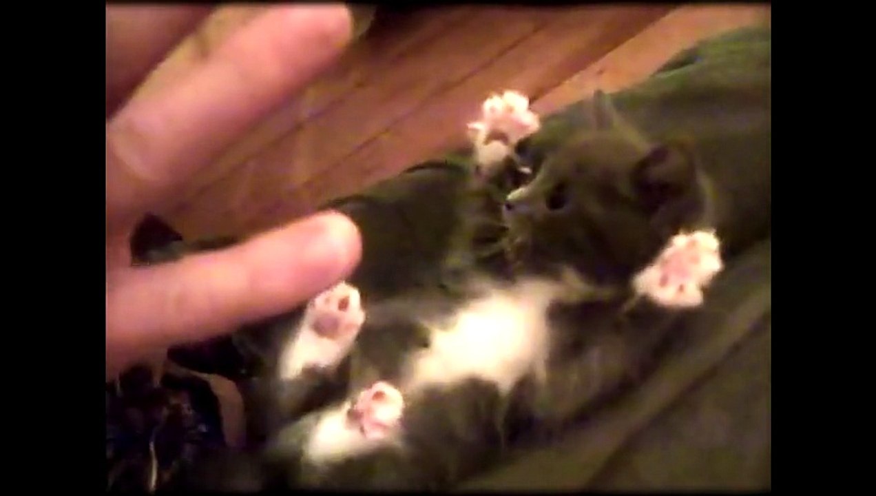 Europe Ecologie Les Verts - parti politique, "Service Avant Vote d'Eva Joly, Les chatons, www.EvaJoly2012.fr/vote" - décembre 2011