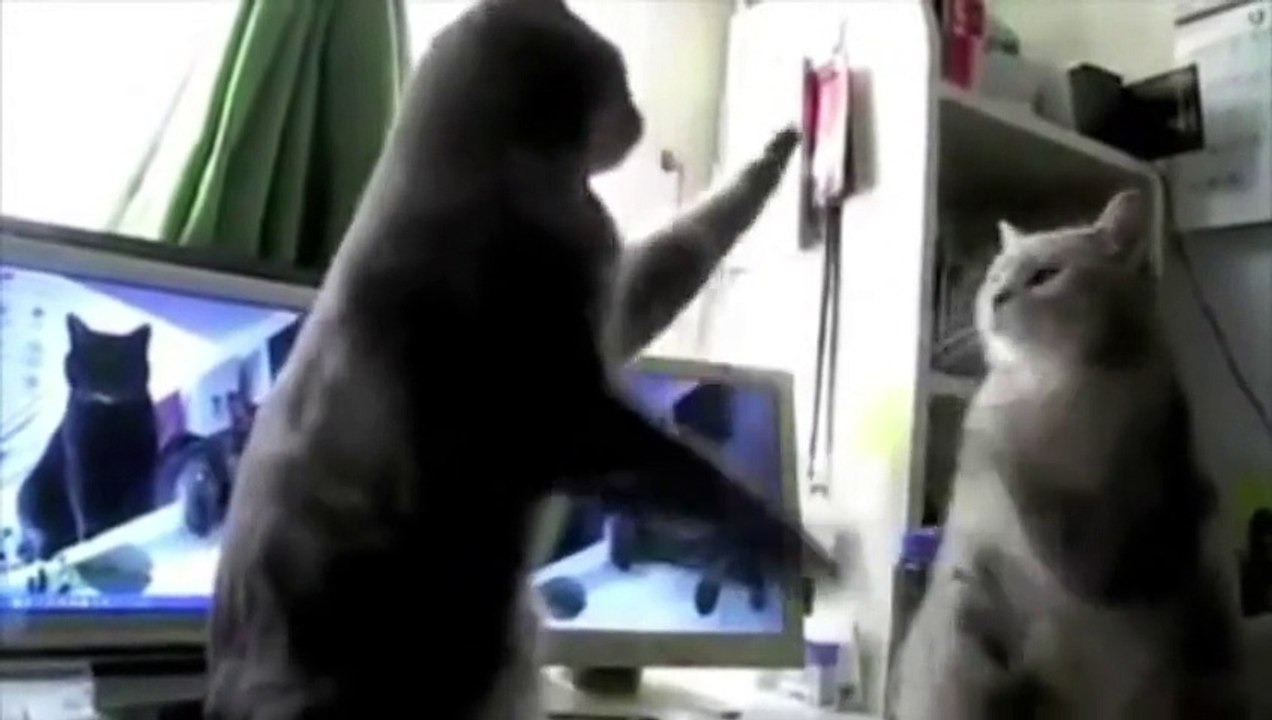 Europe Ecologie Les Verts - parti politique, "Service Avant Vote d'Eva Joly, Les chatons, www.EvaJoly2012.fr/vote" - décembre 2011