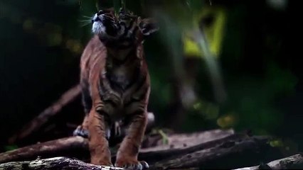 Excel pour WWF France - protection de l'environnement, «Stop au massacre, http://stopaumassacre.wwf.fr» - décembre 2014