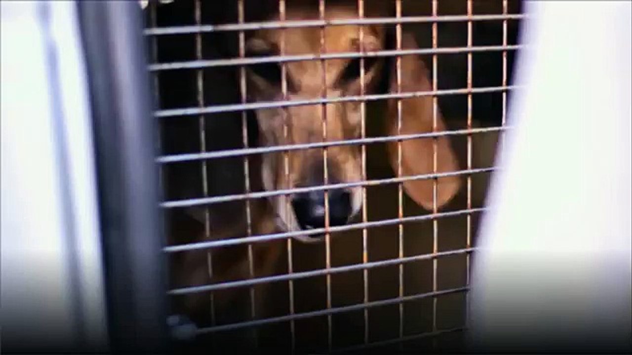 Fondation 30 millions d'amis - protection des animaux, "Un animal ne pleure pas, il souffre en silence." - juillet 2012