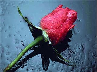 Umuda Ezgi Savrulma Duslerim -GÖNÜL TÜRKÜLERİ--SEVDALI TÜRKÜLERİN  GÖNÜL SAYFASI.M.M.