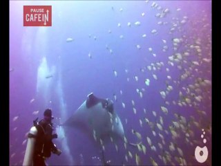 Une gigantesque créature marine demande de l'aide à des plongeurs !