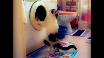 POOPS THE CAT.