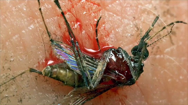 Naissance d'une larve de mouche dans un bras humain
